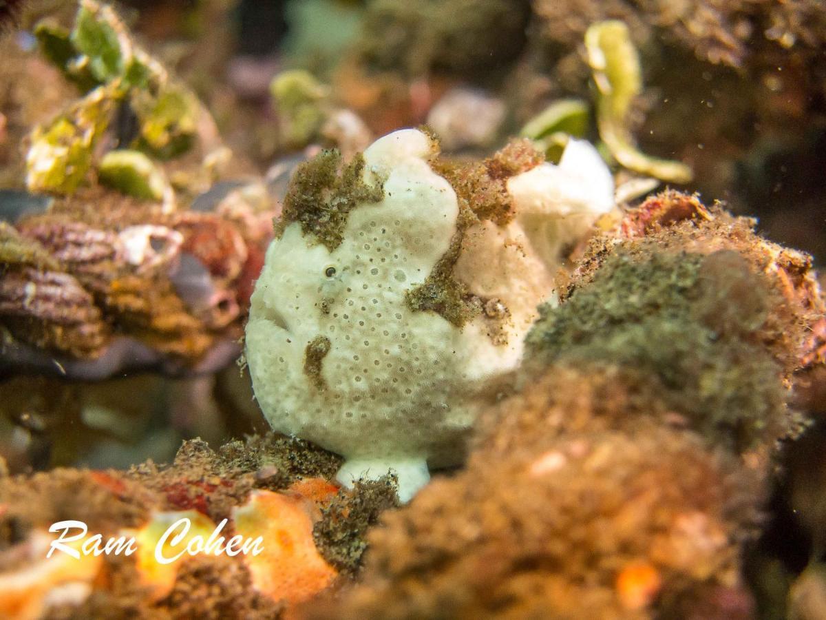 Lavanya Beach And Dive Resort Zamboanguita  Екстер'єр фото